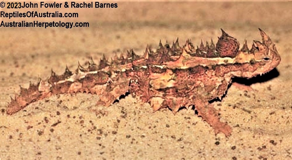 Thorny Mountain Devil (Moloch horridus)